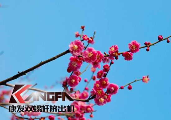 春光明媚,綠意盎然！康發(fā)雙螺桿擠出機組集中發(fā)貨 